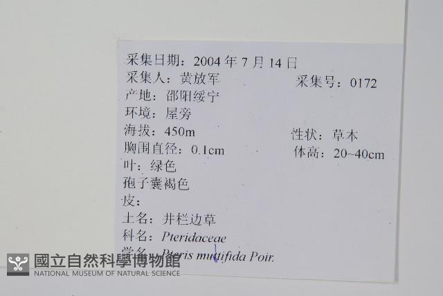 鳳尾蕨藏品圖，第2張