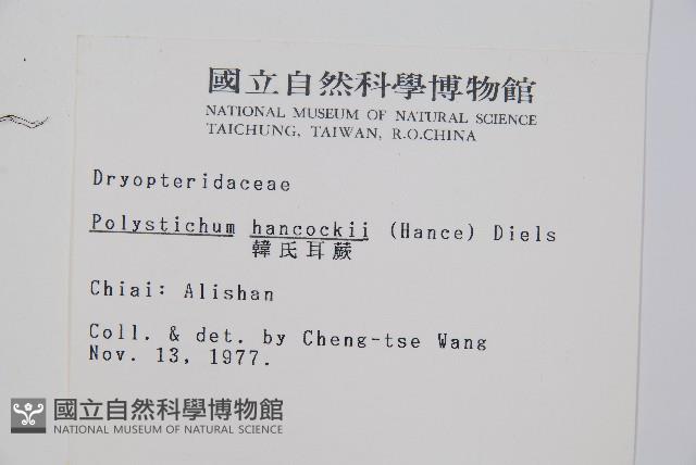 韓氏耳蕨藏品圖，第2張