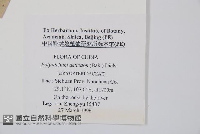 對生耳蕨藏品圖，第2張