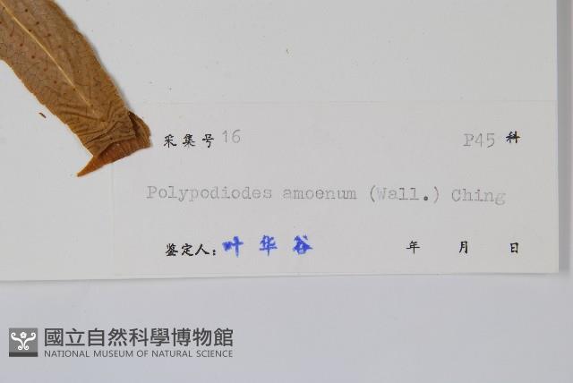 友水龍骨藏品圖，第2張