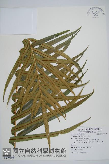 烏毛蕨藏品圖，第4張