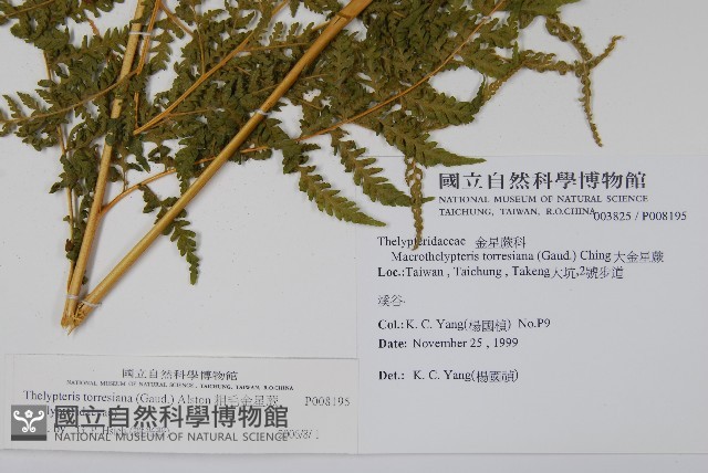 粗毛金星蕨藏品圖，第2張