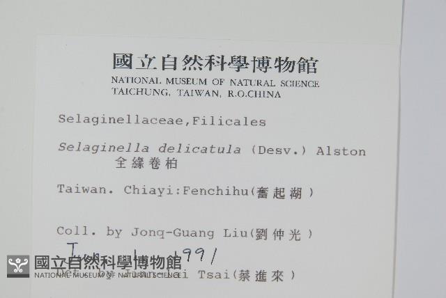 全緣卷柏藏品圖，第2張