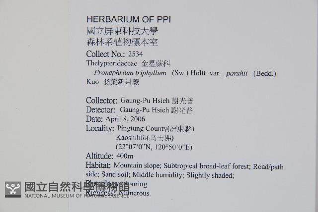 新月蕨藏品圖，第2張