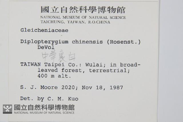 中華裡白藏品圖，第2張