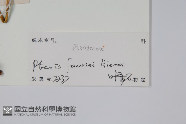 傅氏鳳尾蕨藏品圖，第2張