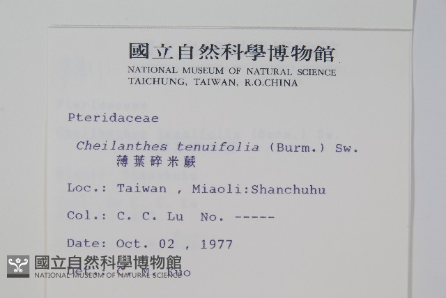薄葉碎米蕨藏品圖，第2張