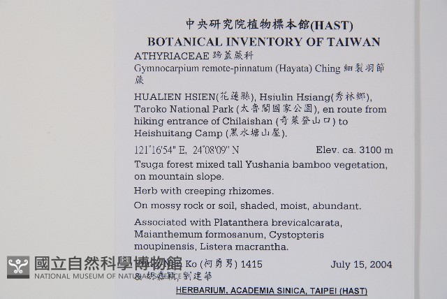 細裂羽節蕨藏品圖，第2張