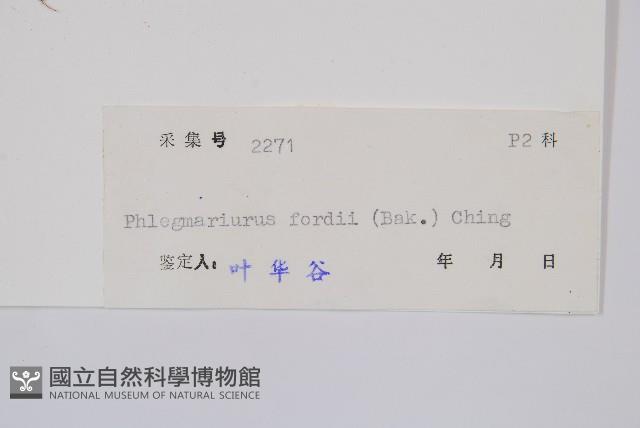 華南馬尾杉藏品圖，第2張