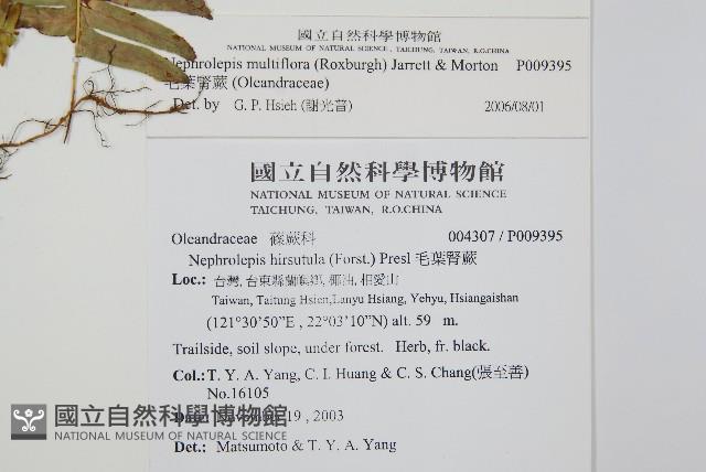 毛葉腎蕨藏品圖，第2張