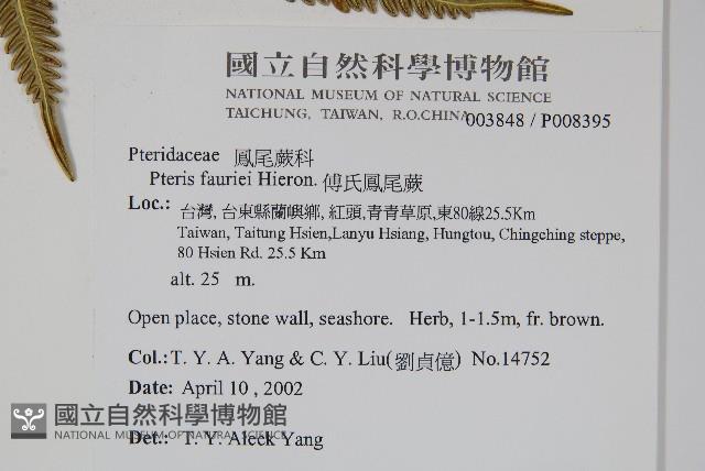傅氏鳳尾蕨藏品圖，第2張