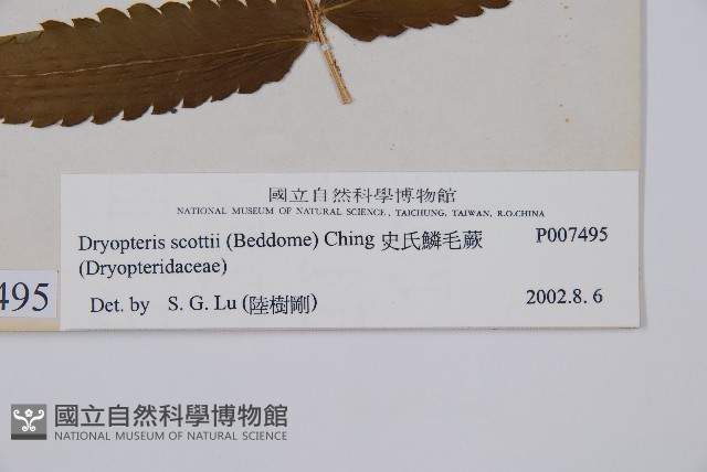 史氏鱗毛蕨藏品圖，第2張