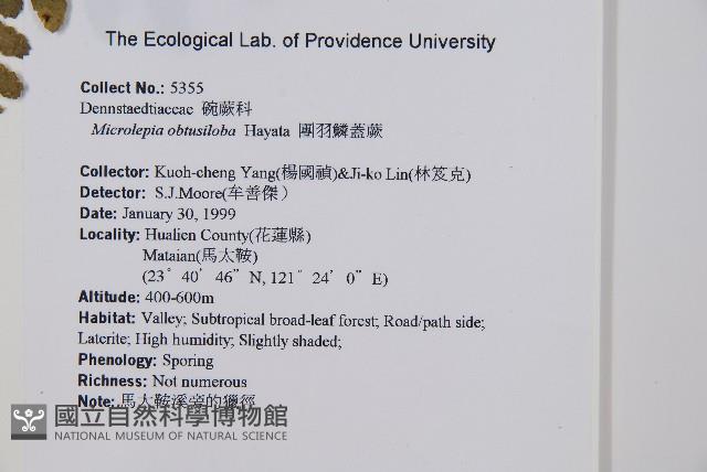 團羽鱗蓋蕨藏品圖，第2張