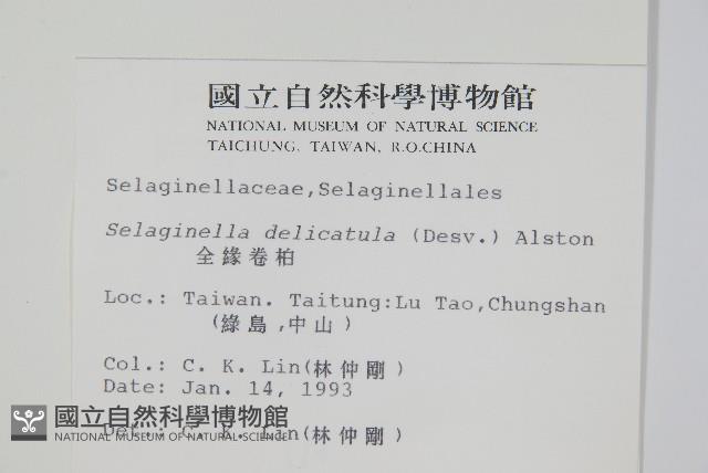 全緣卷柏藏品圖，第2張