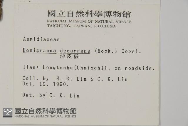 沙皮蕨藏品圖，第2張