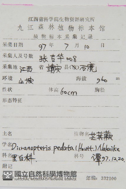 芒萁藏品圖，第2張