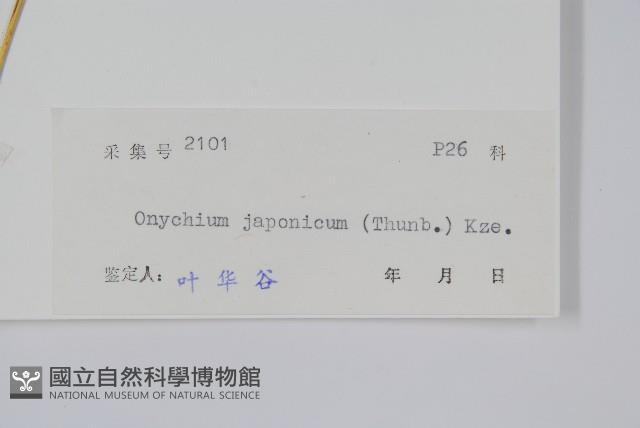 日本金粉蕨藏品圖，第2張