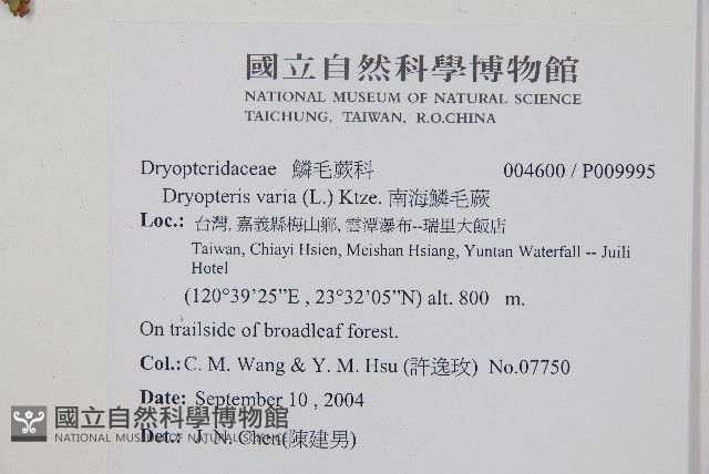 南海鱗毛蕨藏品圖，第2張