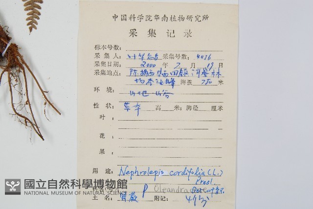 腎蕨藏品圖，第2張