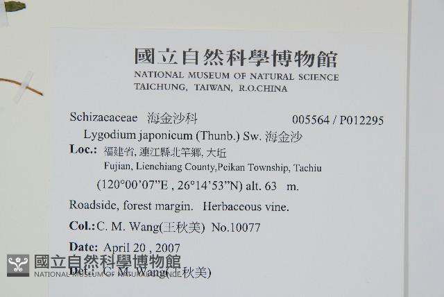 海金沙藏品圖，第2張