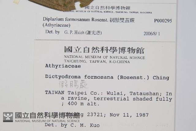 網脈雙蓋蕨藏品圖，第2張