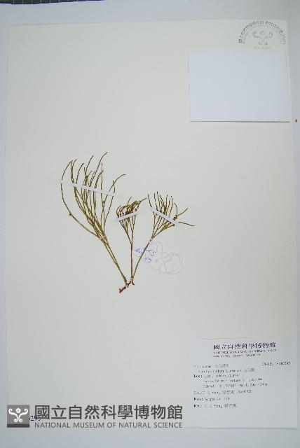 松葉蕨藏品圖，第1張