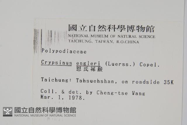 恩氏茀蕨藏品圖，第2張