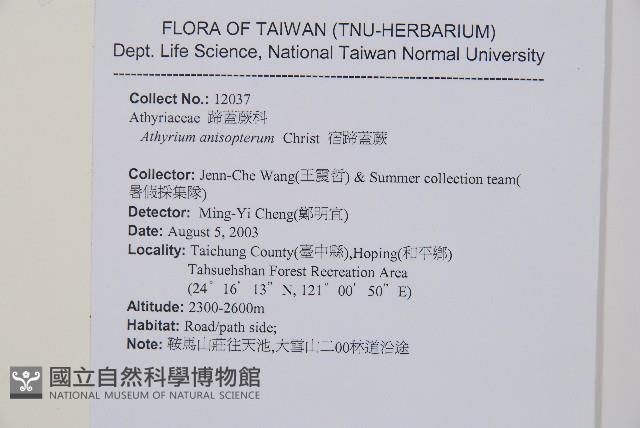 宿蹄蓋蕨藏品圖，第2張