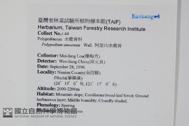 阿里山水龍骨藏品圖，第2張