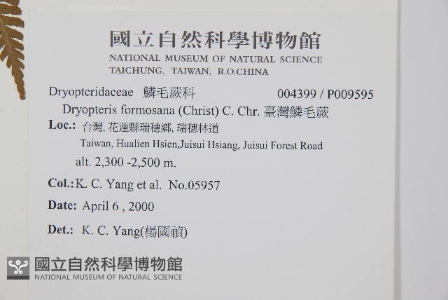 臺灣鱗毛蕨藏品圖，第2張