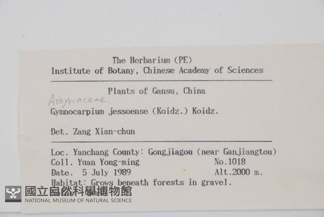 羽節蕨藏品圖，第2張