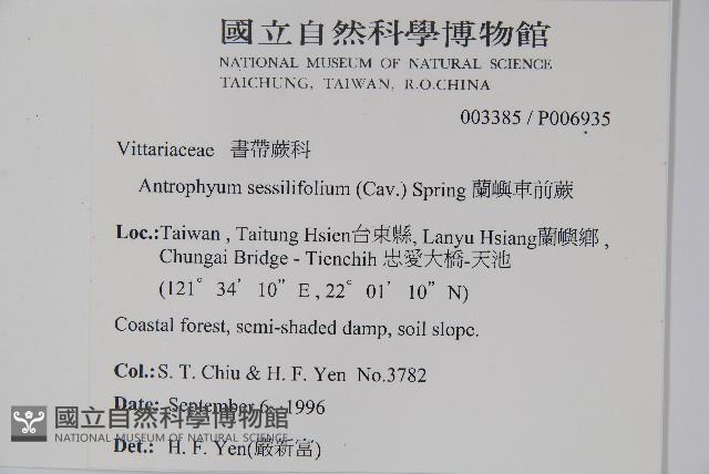 蘭嶼車前蕨藏品圖，第2張