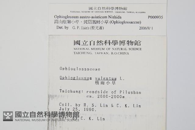 高山瓶爾小草、鈍頭瓶爾小草藏品圖，第2張