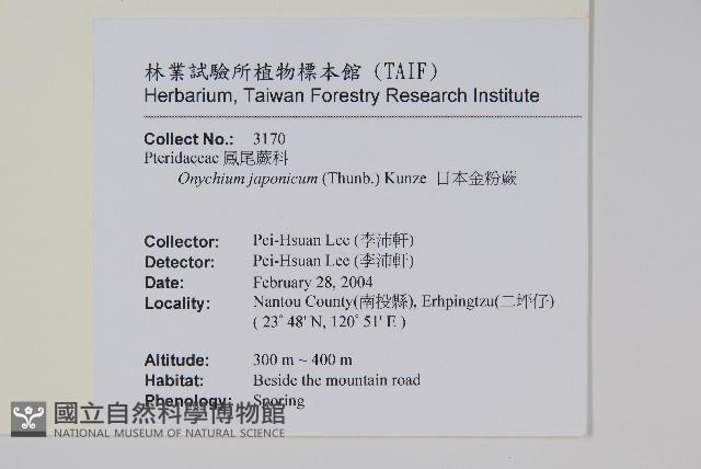 日本金粉蕨藏品圖，第2張