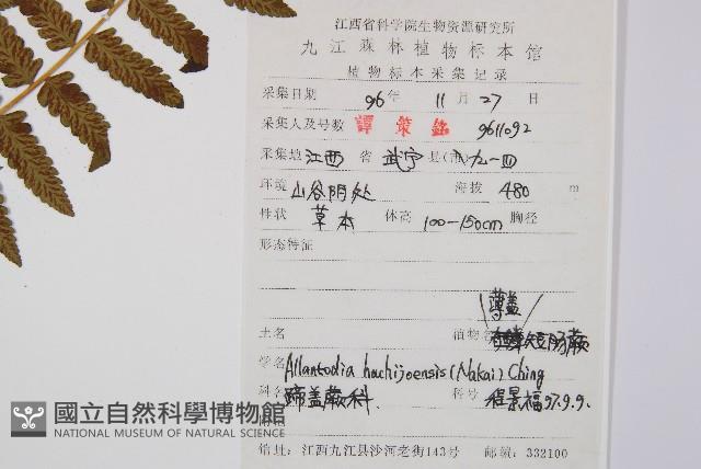 薄蓋短腸蕨藏品圖，第5張