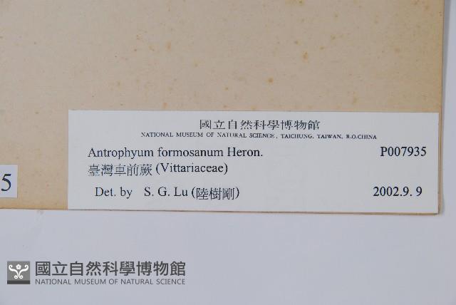 臺灣車前蕨藏品圖，第2張