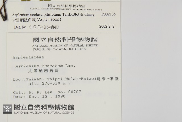 大黑柄鐵角蕨、黃鱗鐵角蕨、大羽鐵角蕨藏品圖，第2張