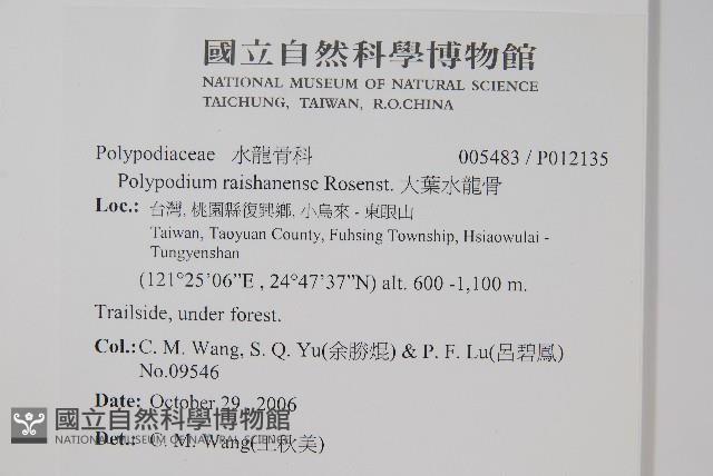 大葉水龍骨藏品圖，第2張