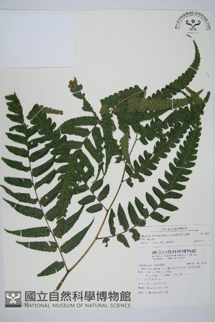 廣葉鋸齒雙蓋蕨藏品圖，第1張