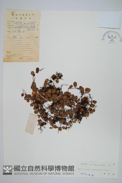 抱樹蕨、伏石蕨藏品圖，第1張