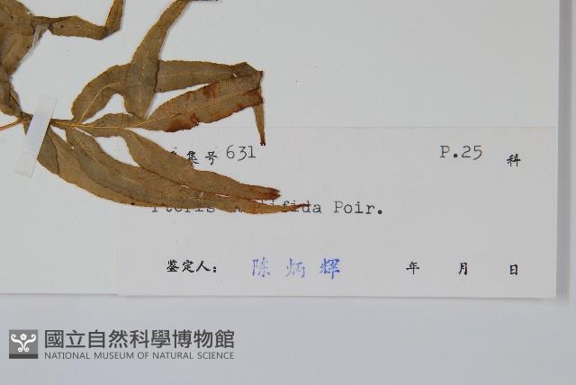 鳳尾蕨藏品圖，第2張