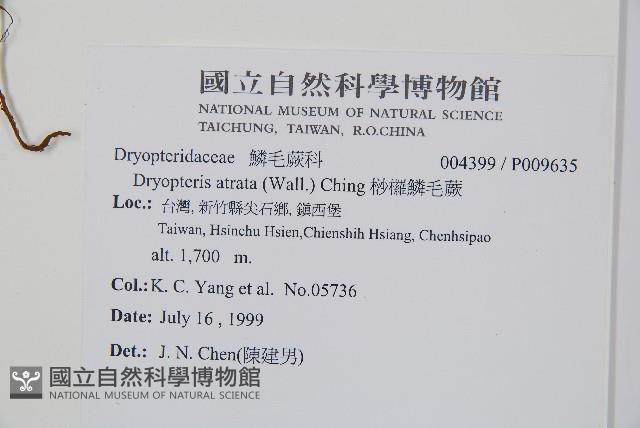 桫欏鱗毛蕨藏品圖，第2張