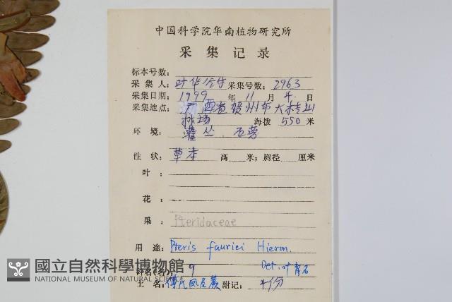 傅氏鳳尾蕨藏品圖，第2張