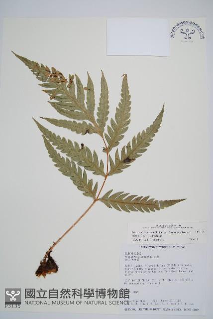 臺灣狗脊蕨藏品圖，第1張