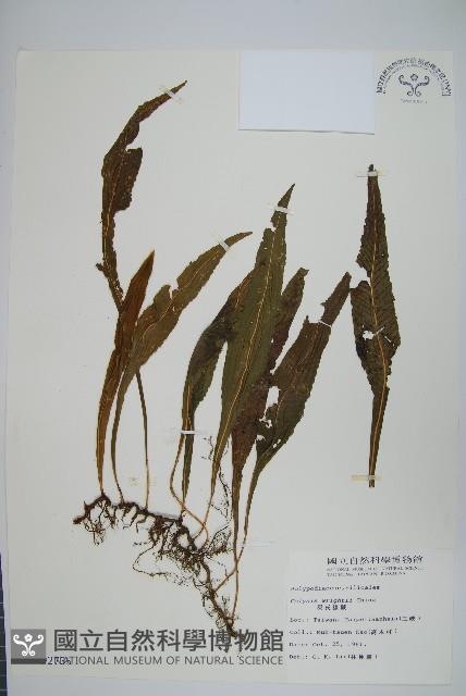 萊氏線蕨藏品圖，第1張