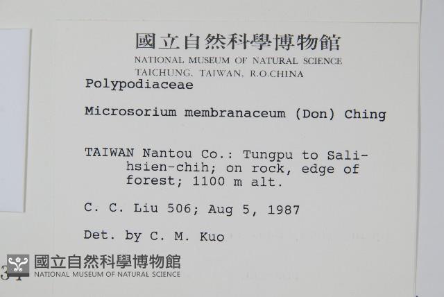 膜葉星蕨藏品圖，第2張