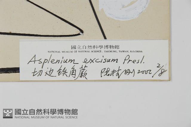 剪葉鐵角蕨藏品圖，第2張
