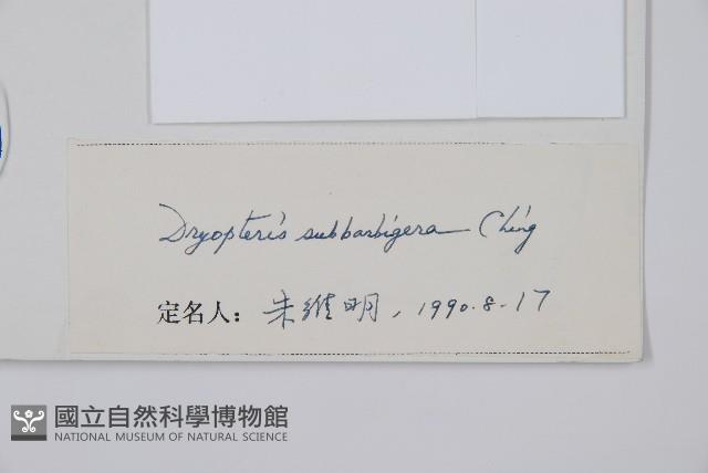 近多鱗毛蕨藏品圖，第2張