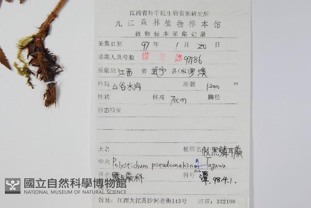 假黑鱗耳蕨藏品圖，第2張