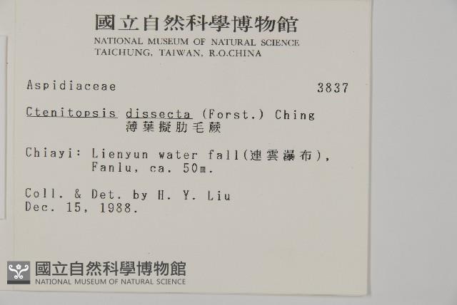 薄葉擬肋毛蕨藏品圖，第2張